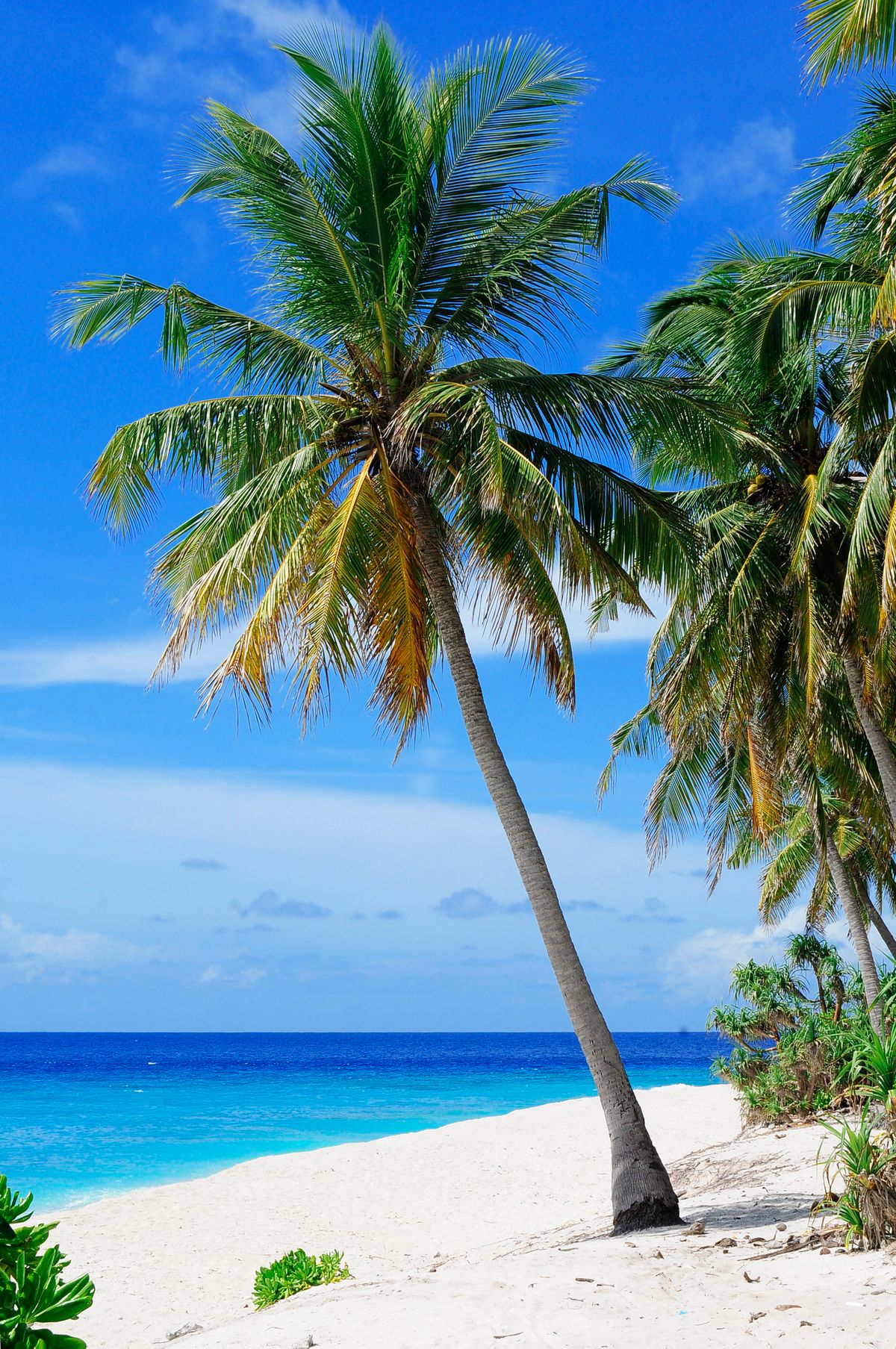Sunshine Coast beach and palm trees near Noosa